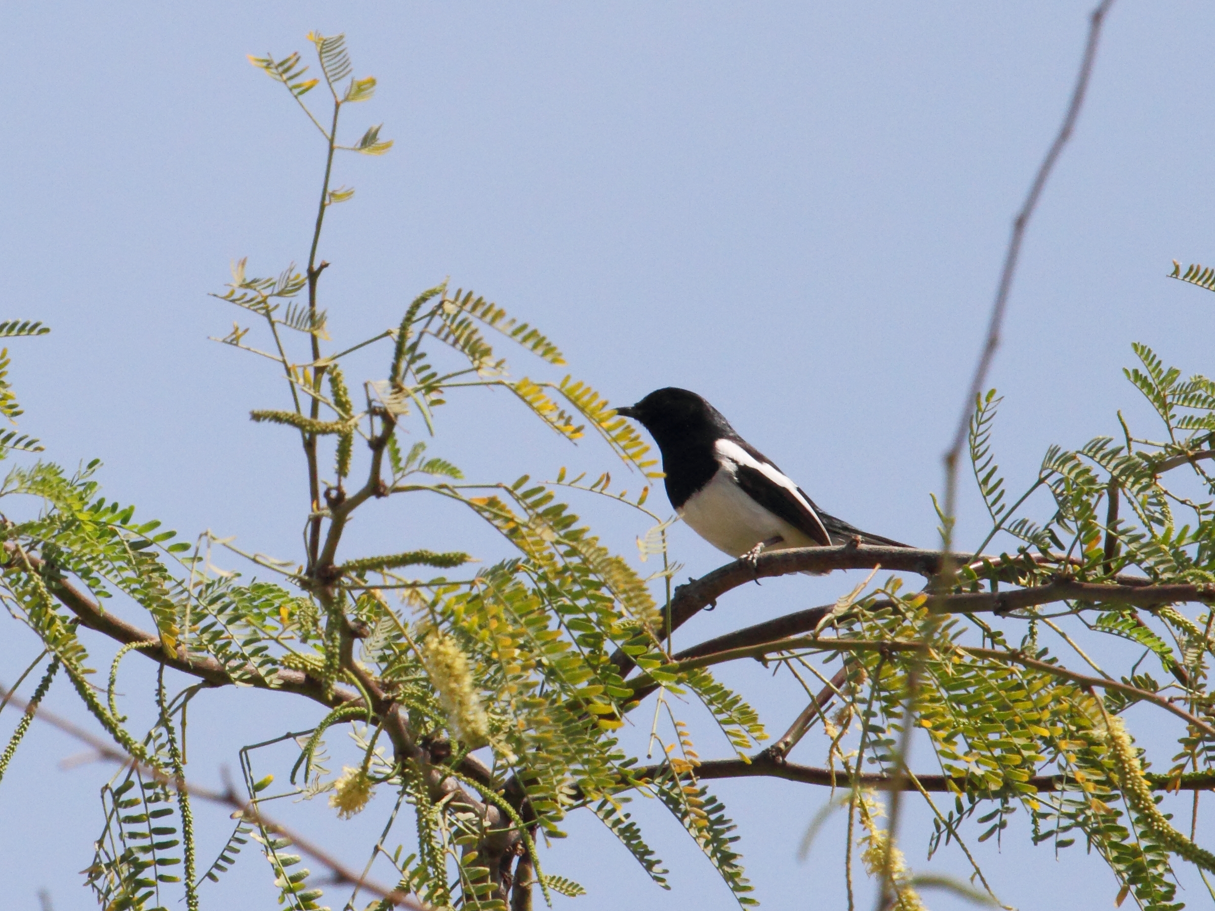 Afficher le média dyal_malgache_-_copsychus_albospecularis1bd dyal_malgache_-_copsychus_albospecularis1bd