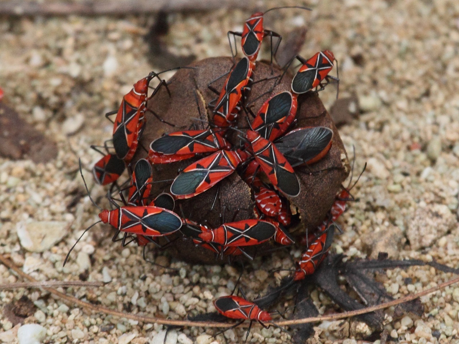 dysdercus_andreae1bd