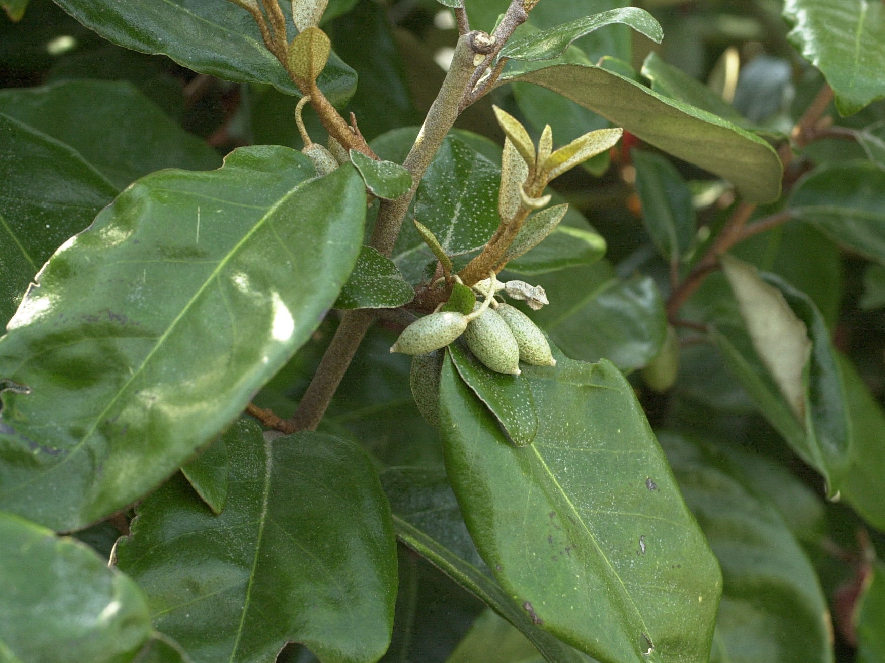 Afficher le média elaeagnus_x_submacrophylla_ebbingei2md elaeagnus_x_submacrophylla_ebbingei2md