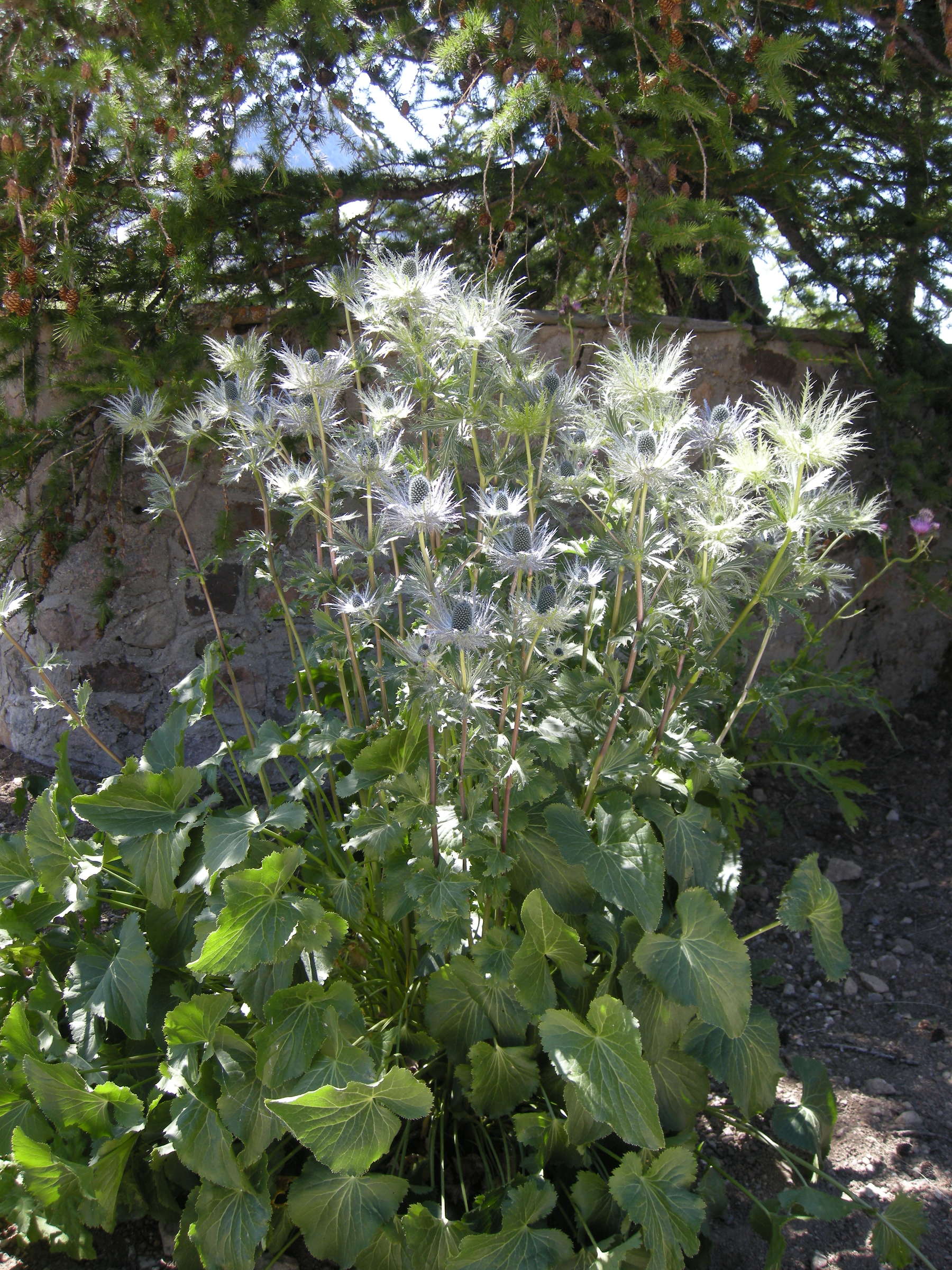 eryngium_alpinum1amd