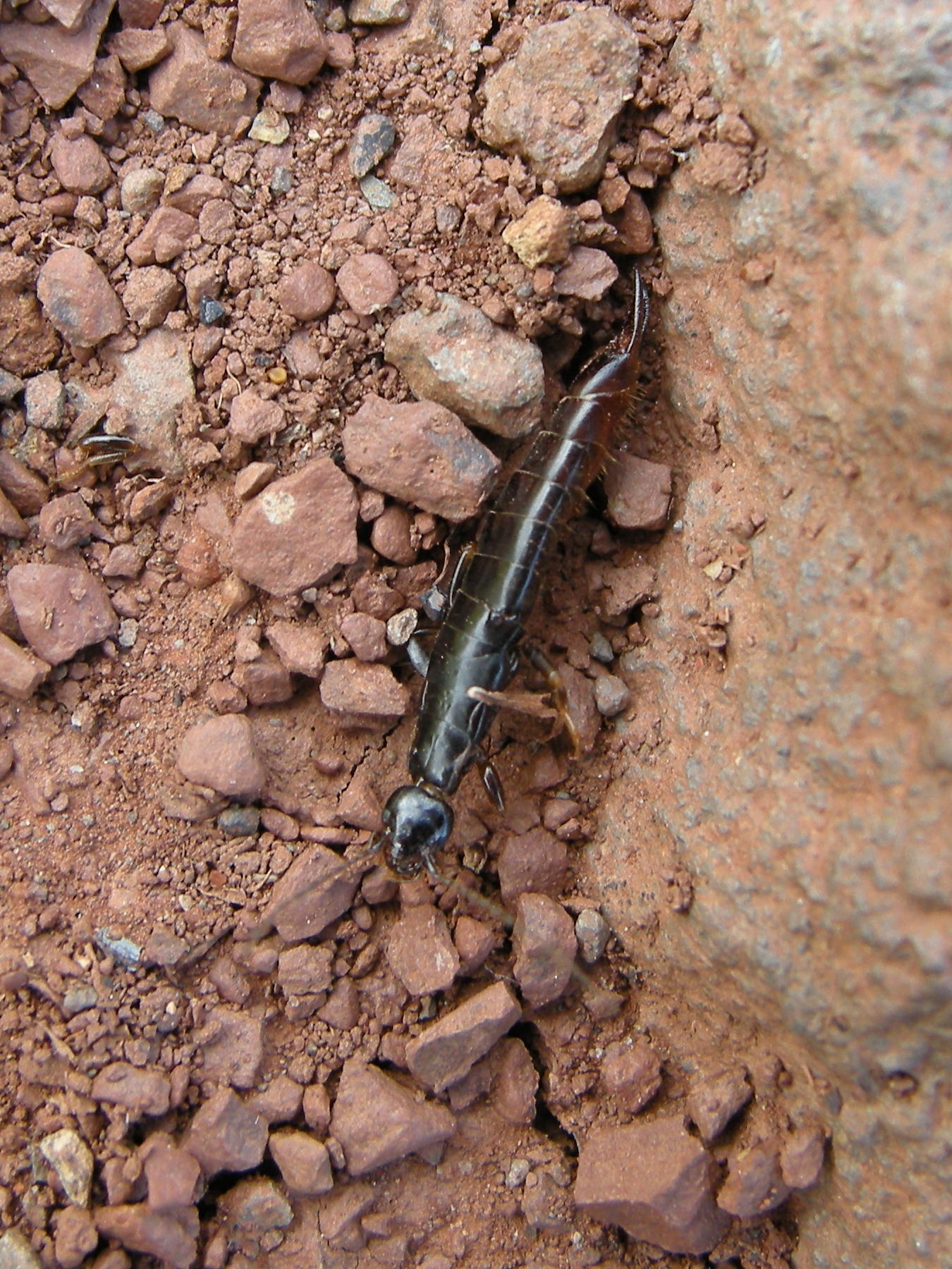 euborellia_moesta1md