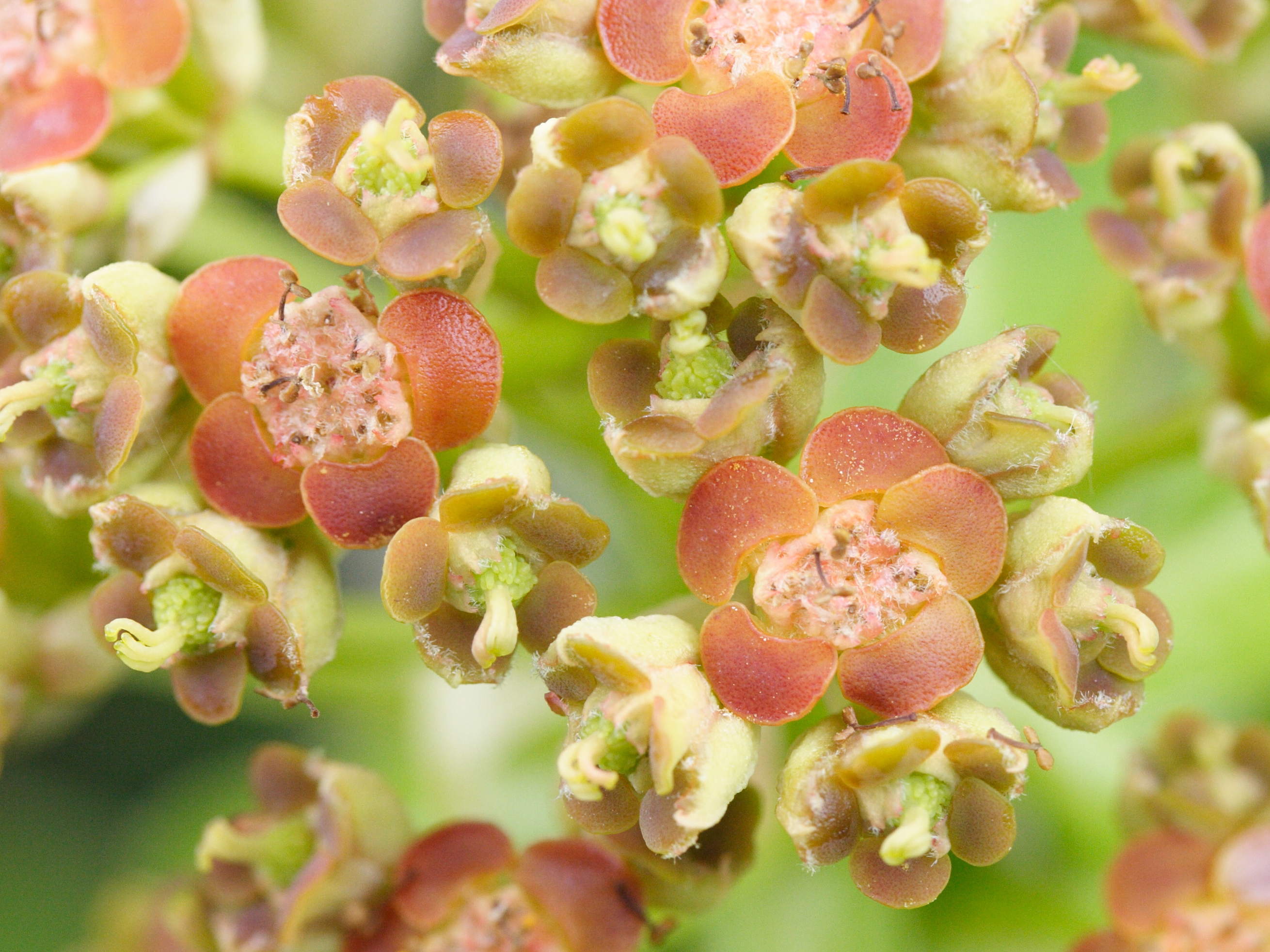 Afficher le média euphorbia_mellifera5md euphorbia_mellifera5md