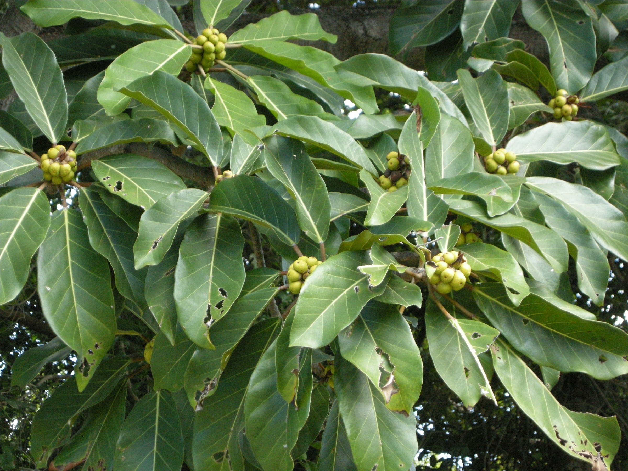 ficus_lutea1md