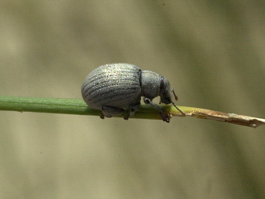 foucartia_cremieri2md