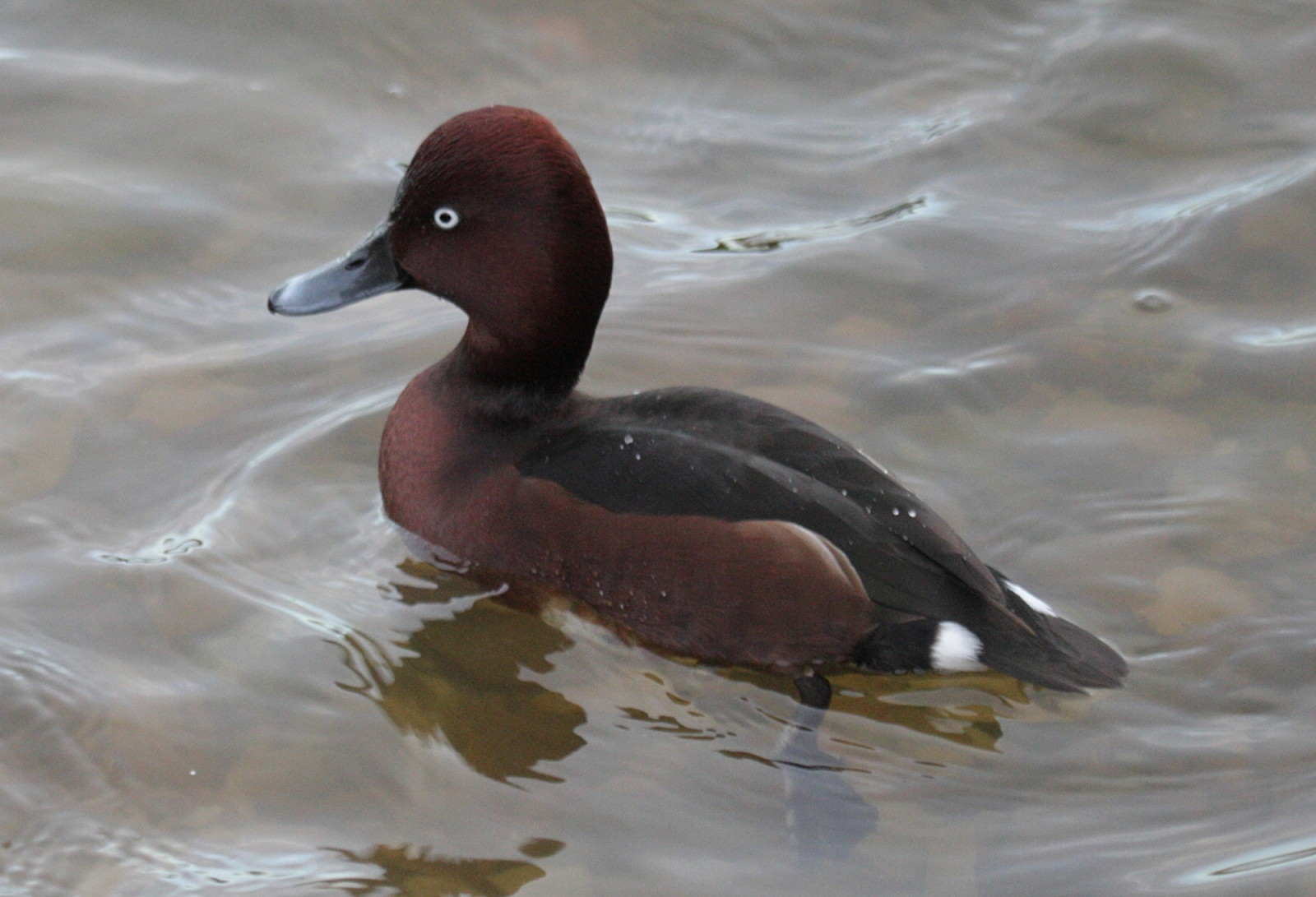 fuligule_nyroca_-_aythya_nyroca4md