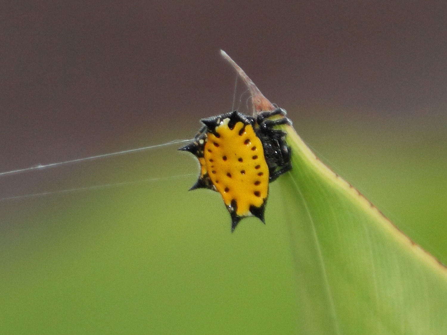 gasteracantha_cancriformis1md
