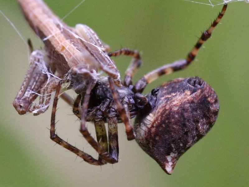 gibbaranea_bituberculata3sd