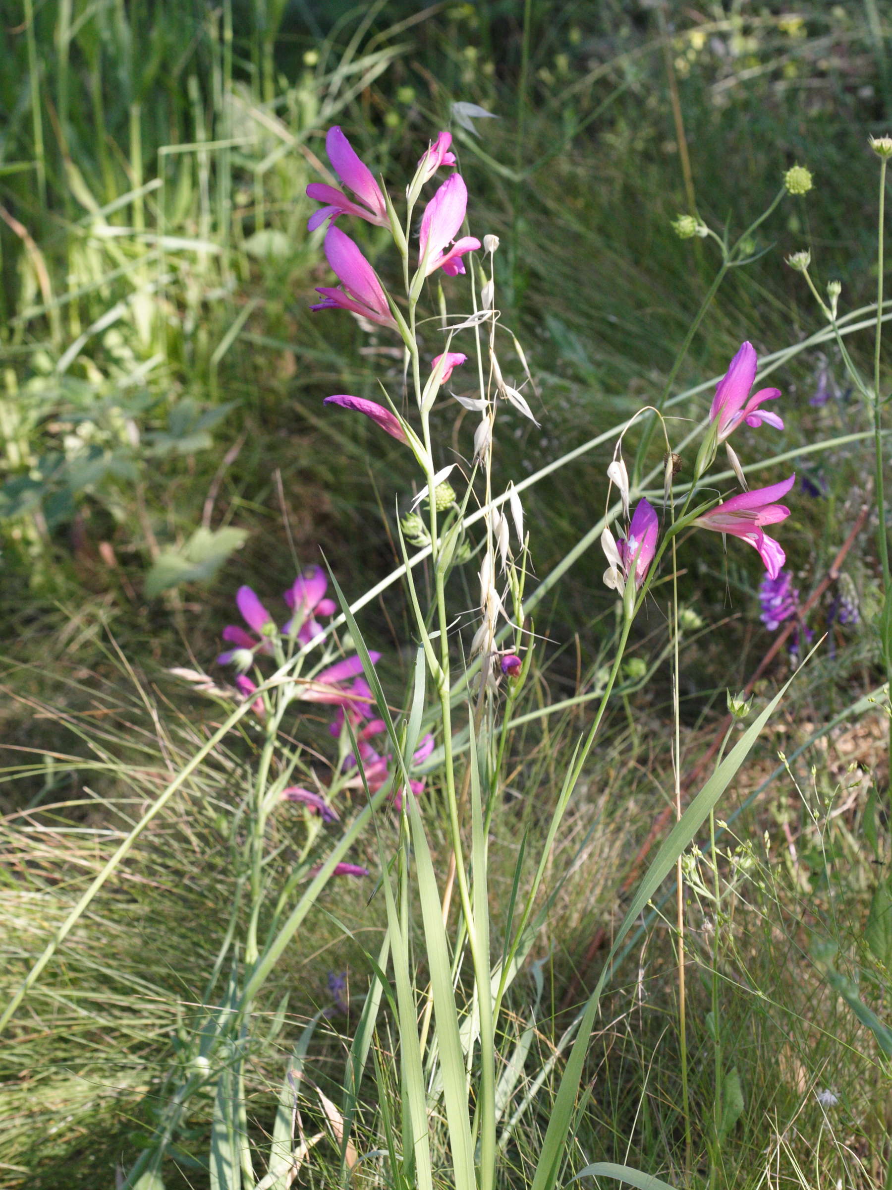 gladiolus_italicus1md