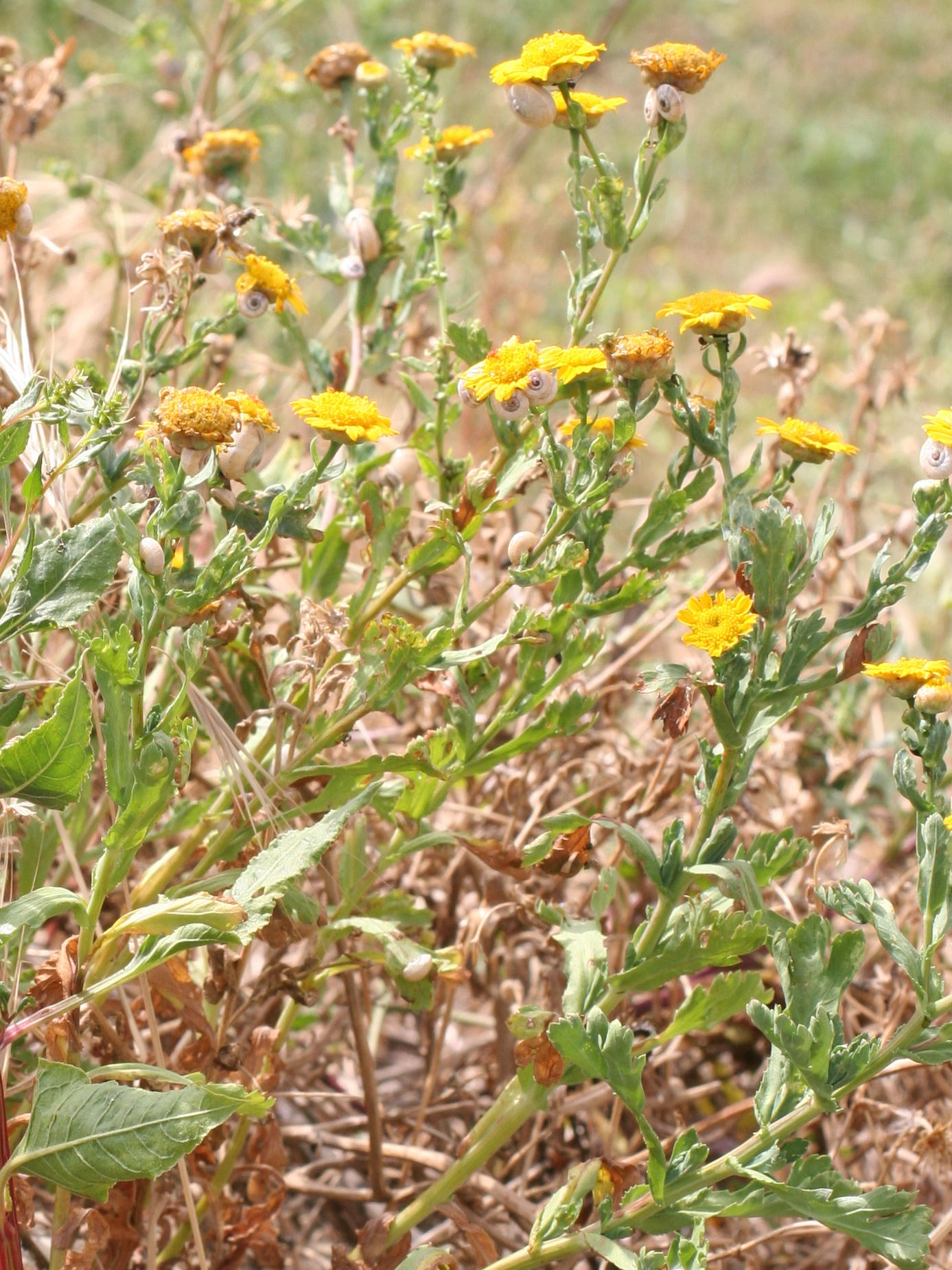 Afficher le média glebionis_segetum5md glebionis_segetum5md