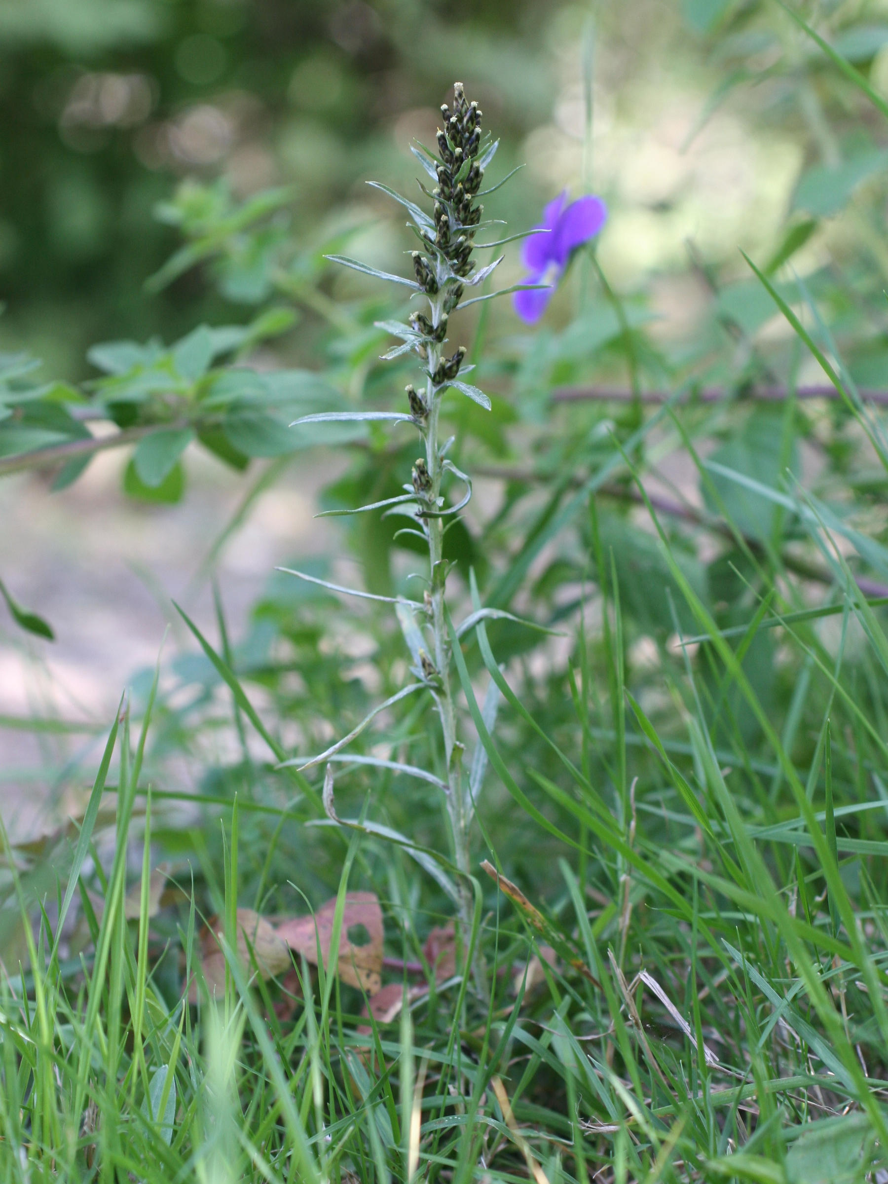 gnaphalium_sylvaticum4md