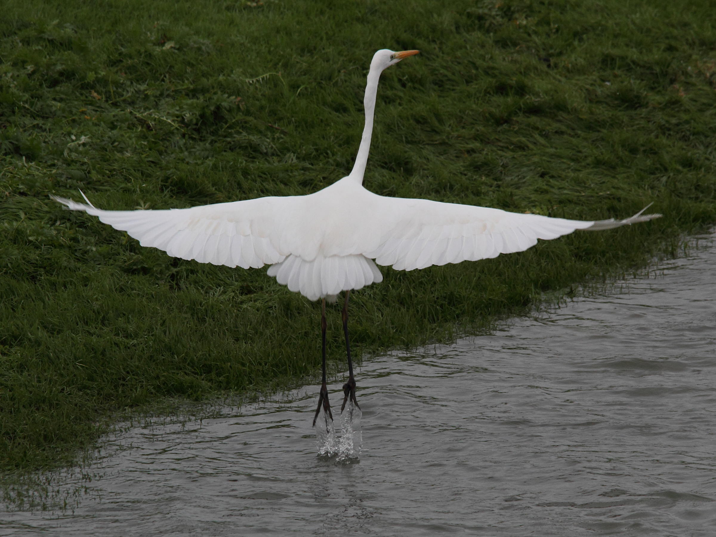 grande_aigrette_-_ardea_alba6md