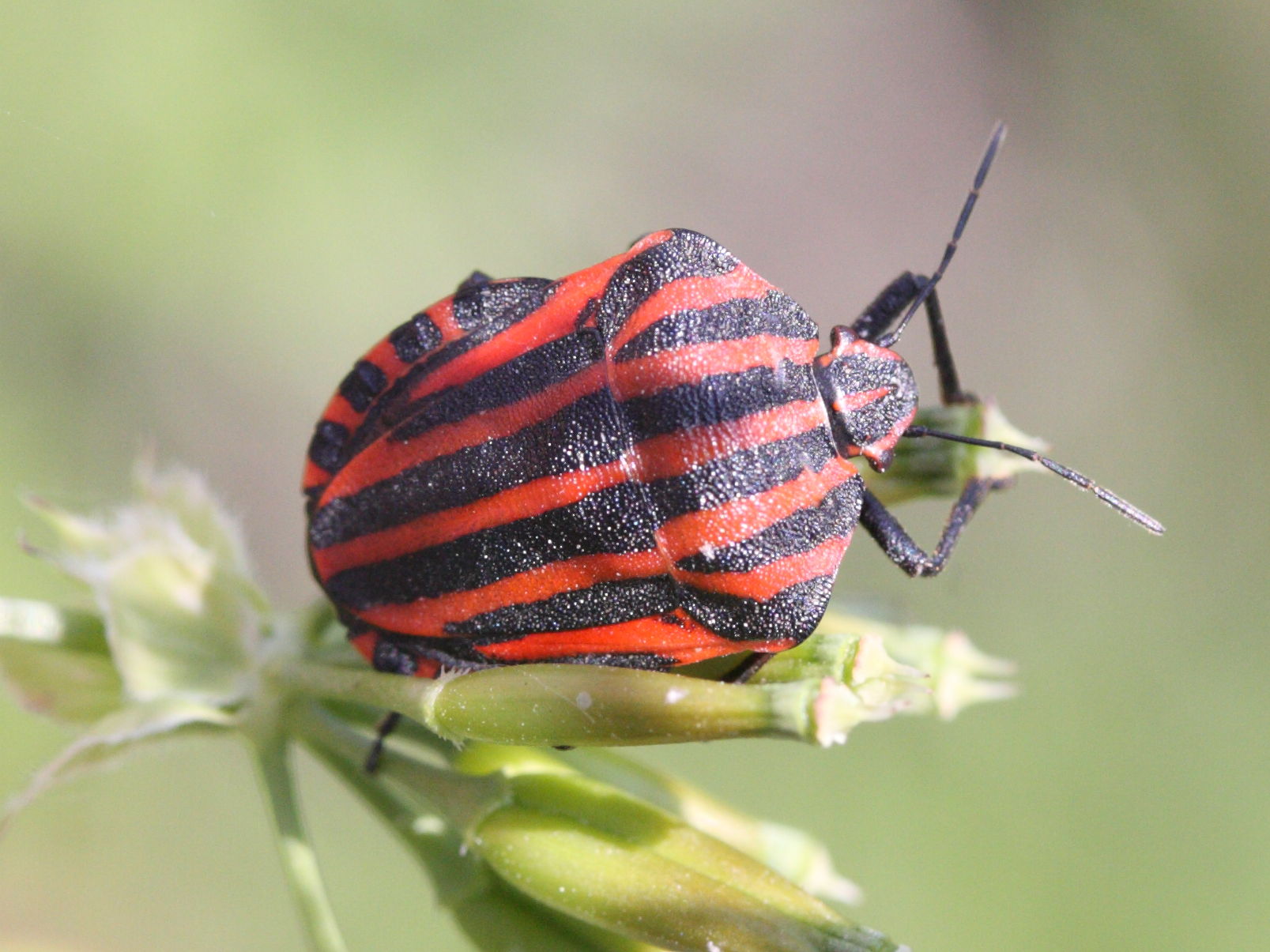 graphosoma_italicum1md
