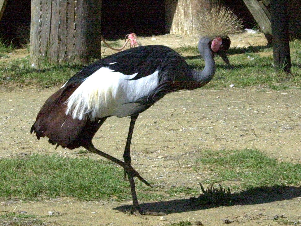 grue_couronnee_-_balearica_pavonina2md