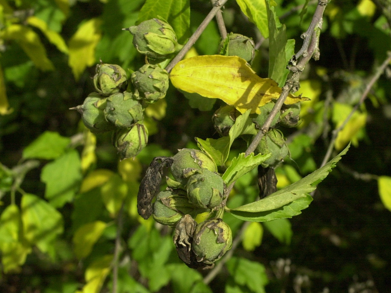 hibiscus_syriacus2md