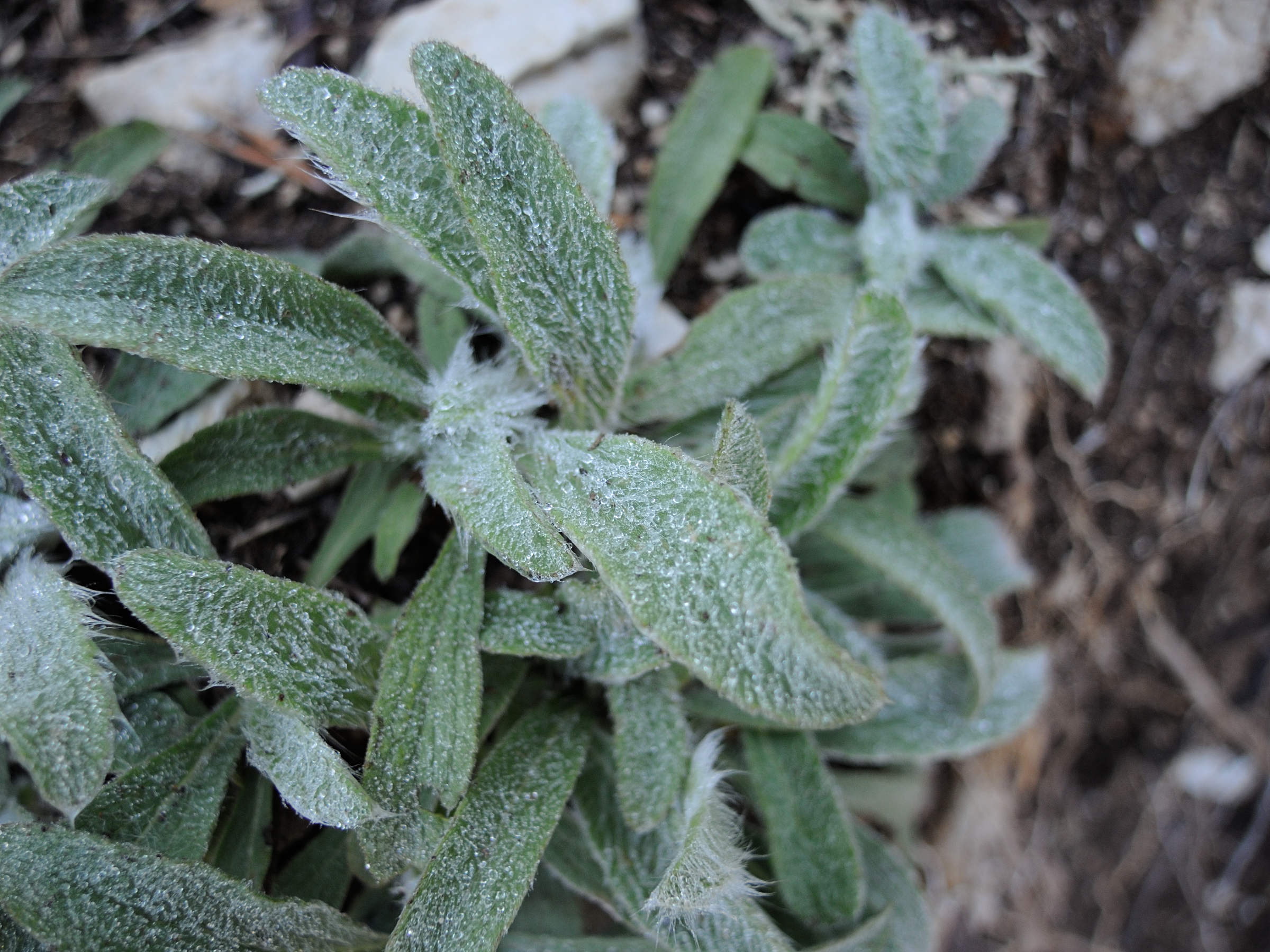 Afficher le média hieracium_villosum5md hieracium_villosum5md