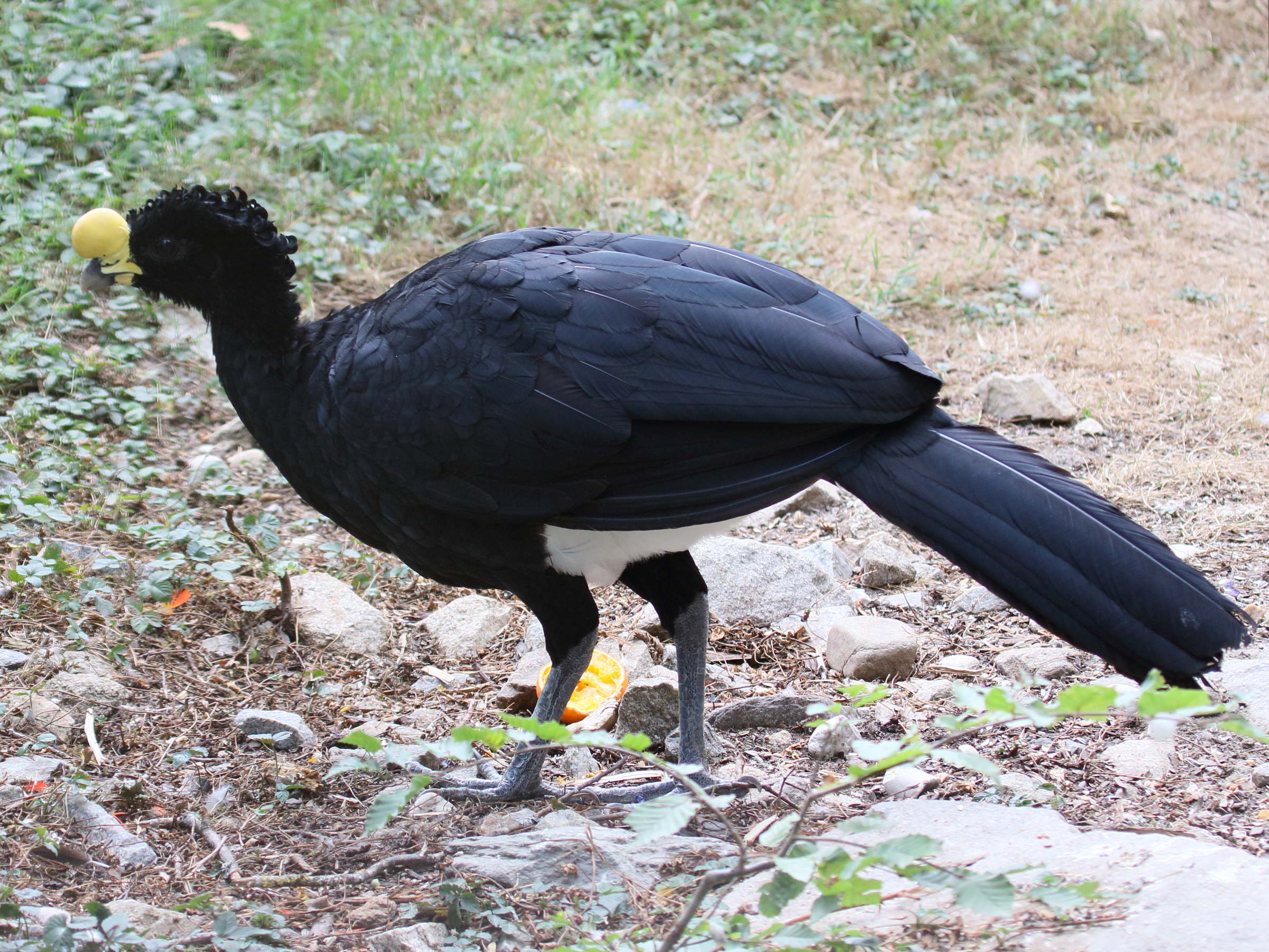 hocco_de_daubenton_-_crax_daubentoni6bd