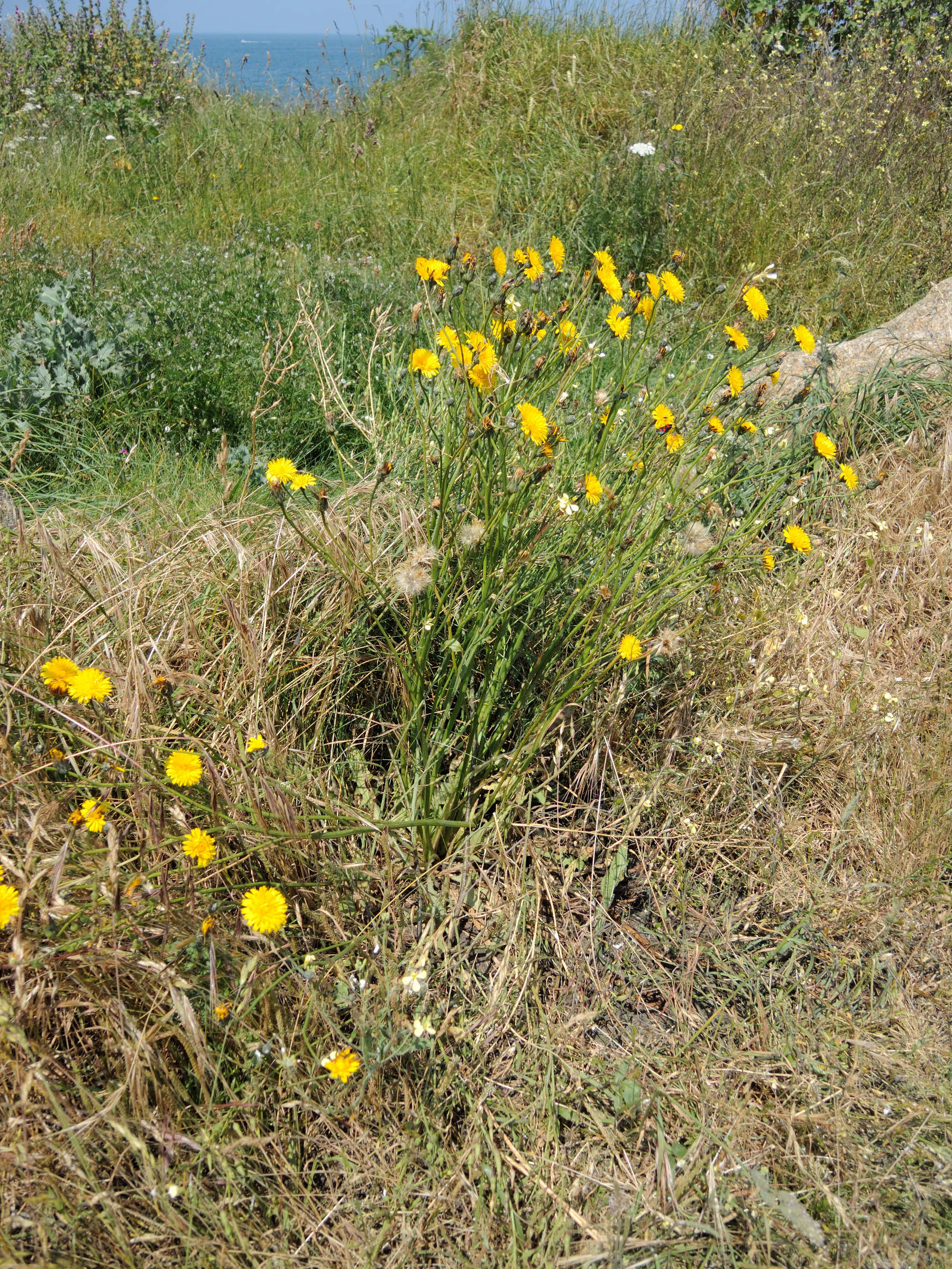 Afficher le média hypochaeris_radicata1md hypochaeris_radicata1md