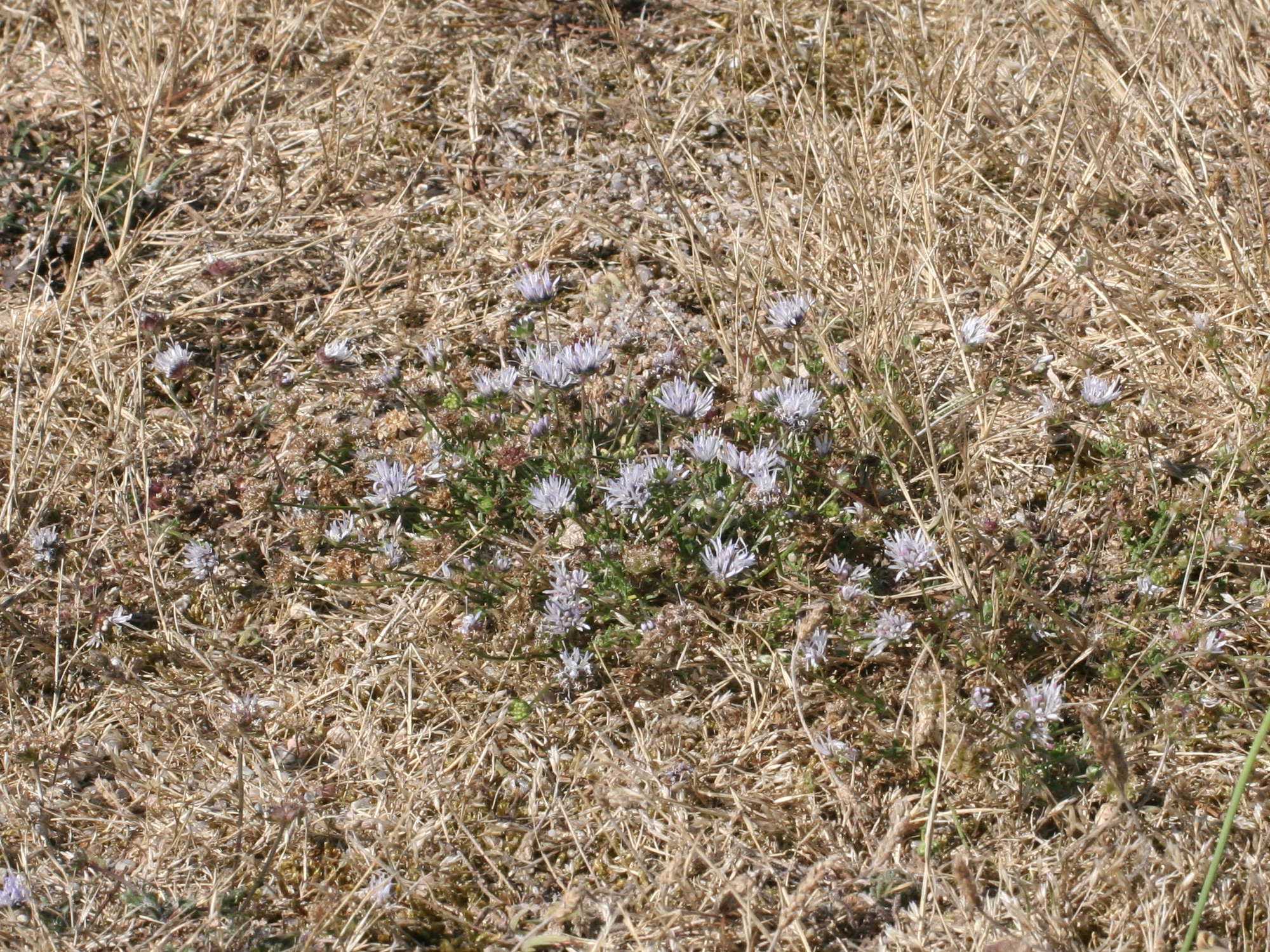 Afficher le média jasione_maritima1md jasione_maritima1md