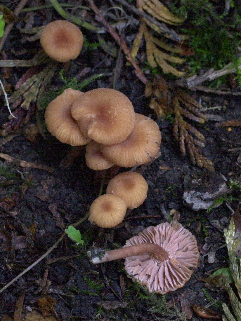 laccaria_laccata2md
