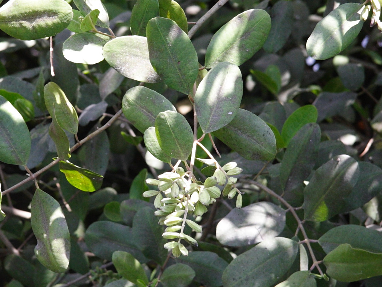 laguncularia_racemosa3md