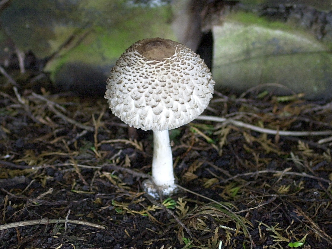 lepiota_procera7bd