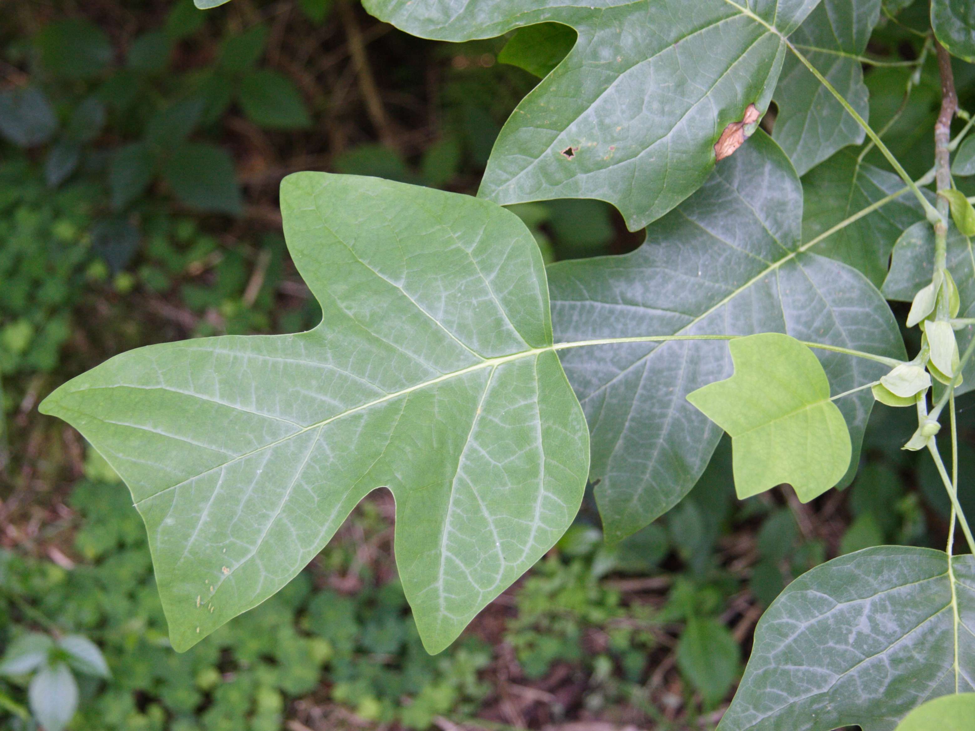 Afficher le média liriodendron_chinense2md liriodendron_chinense2md