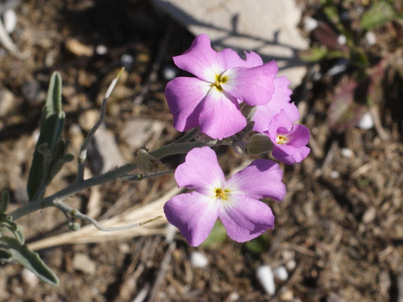 Afficher le média malcolmia_littorea3md malcolmia_littorea3md