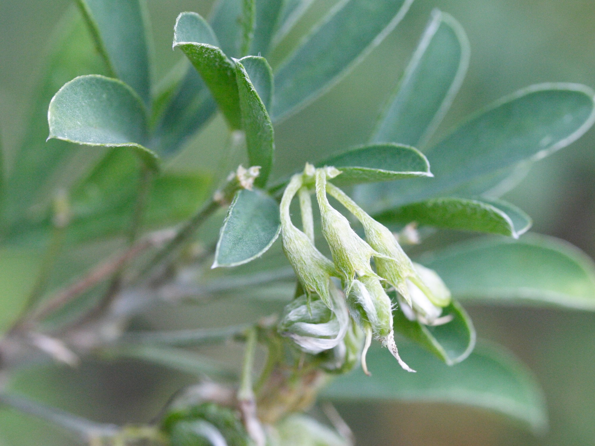 medicago_strasseri3md