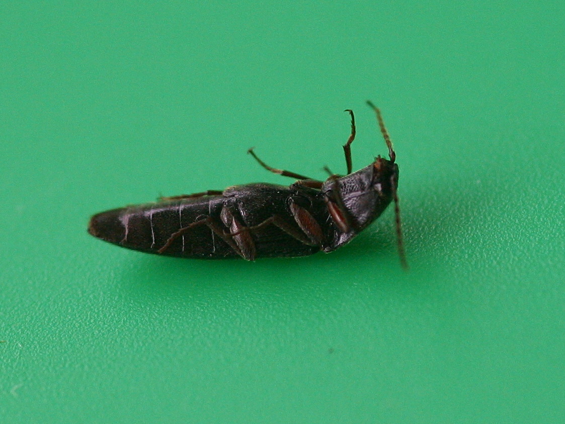 melanotus_punctolineatus2md