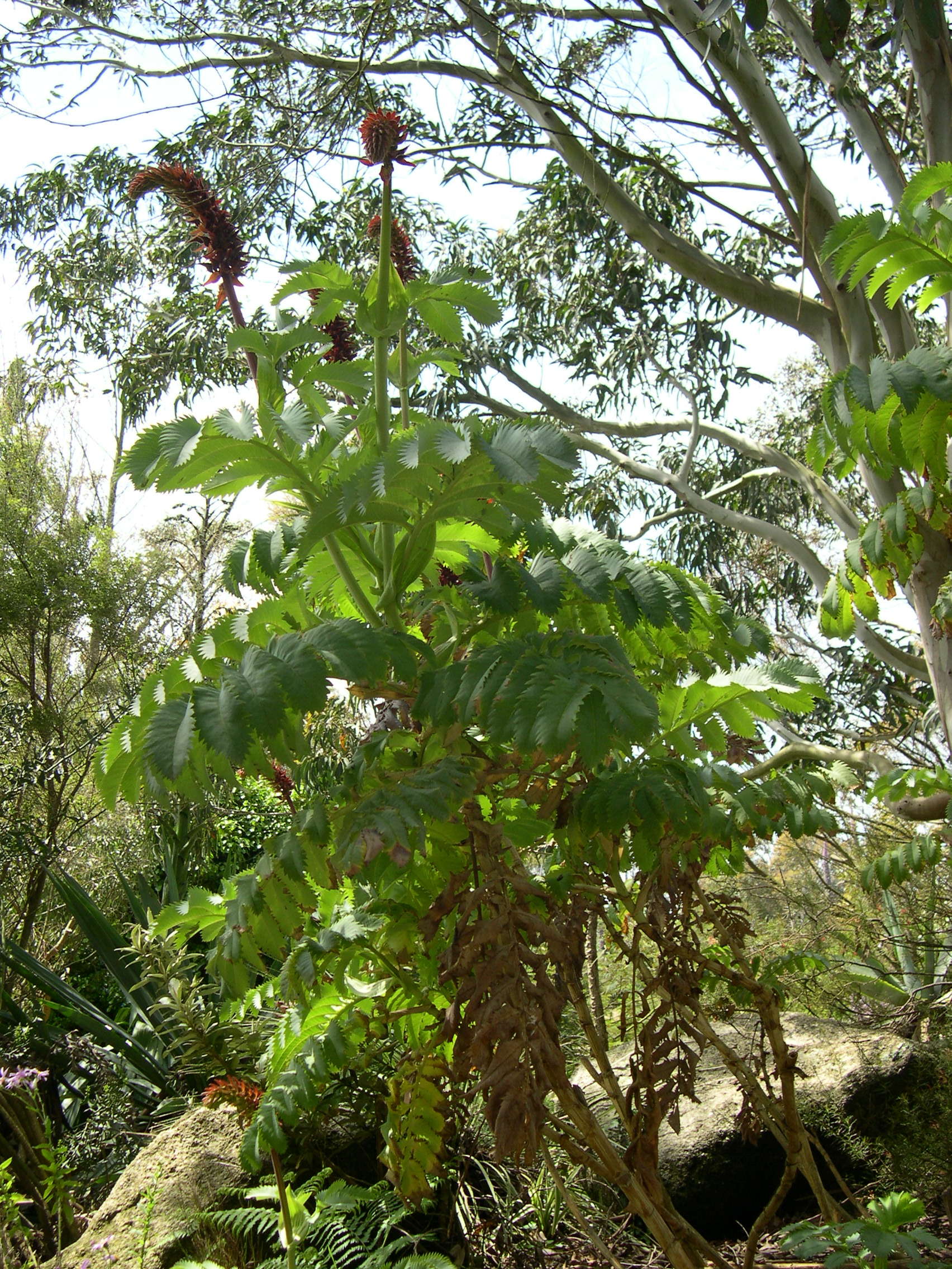 Afficher le média melianthus_major4md melianthus_major4md