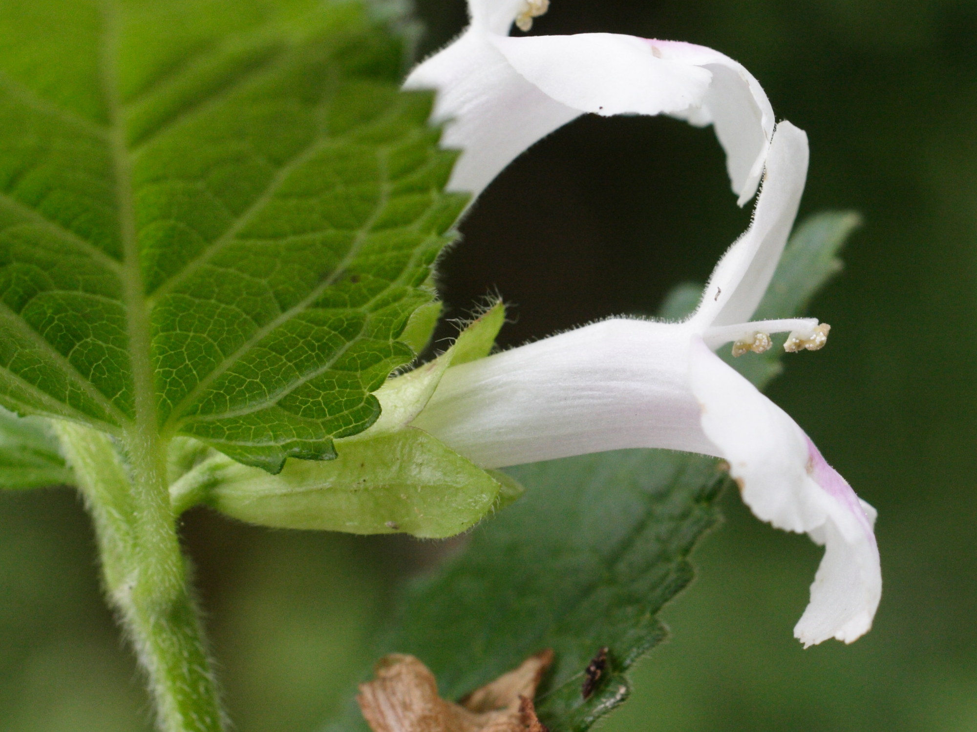 Afficher le média melittis_melissophyllum3md melittis_melissophyllum3md