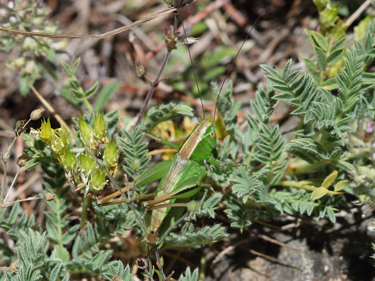 metrioptera_bicolor1bd