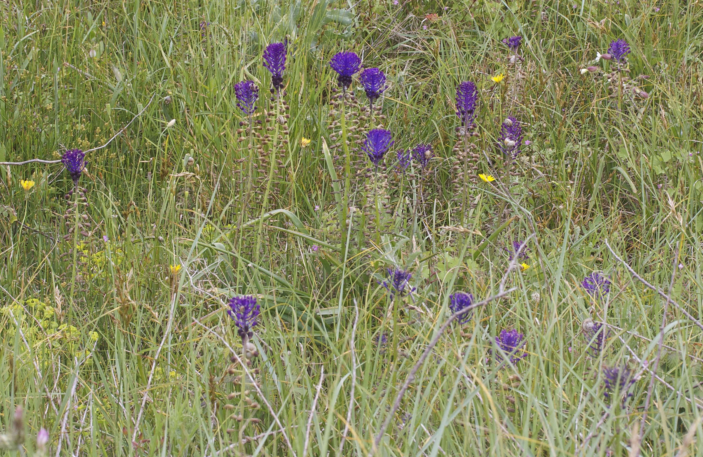 muscari_comosum1bmd