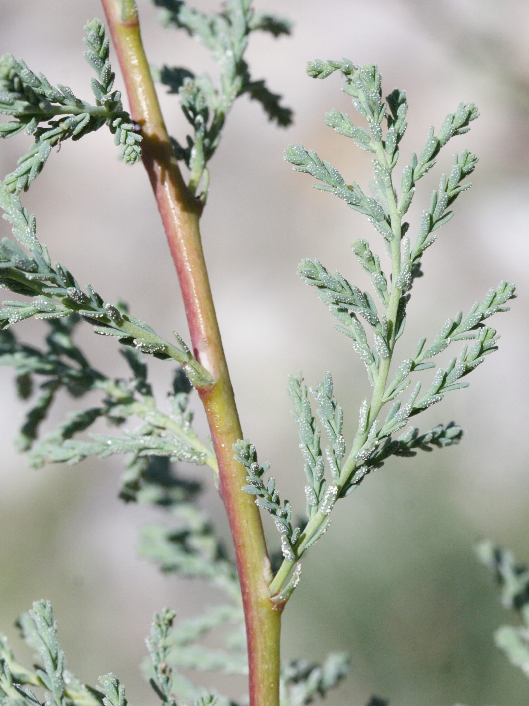 myricaria_germanica4md