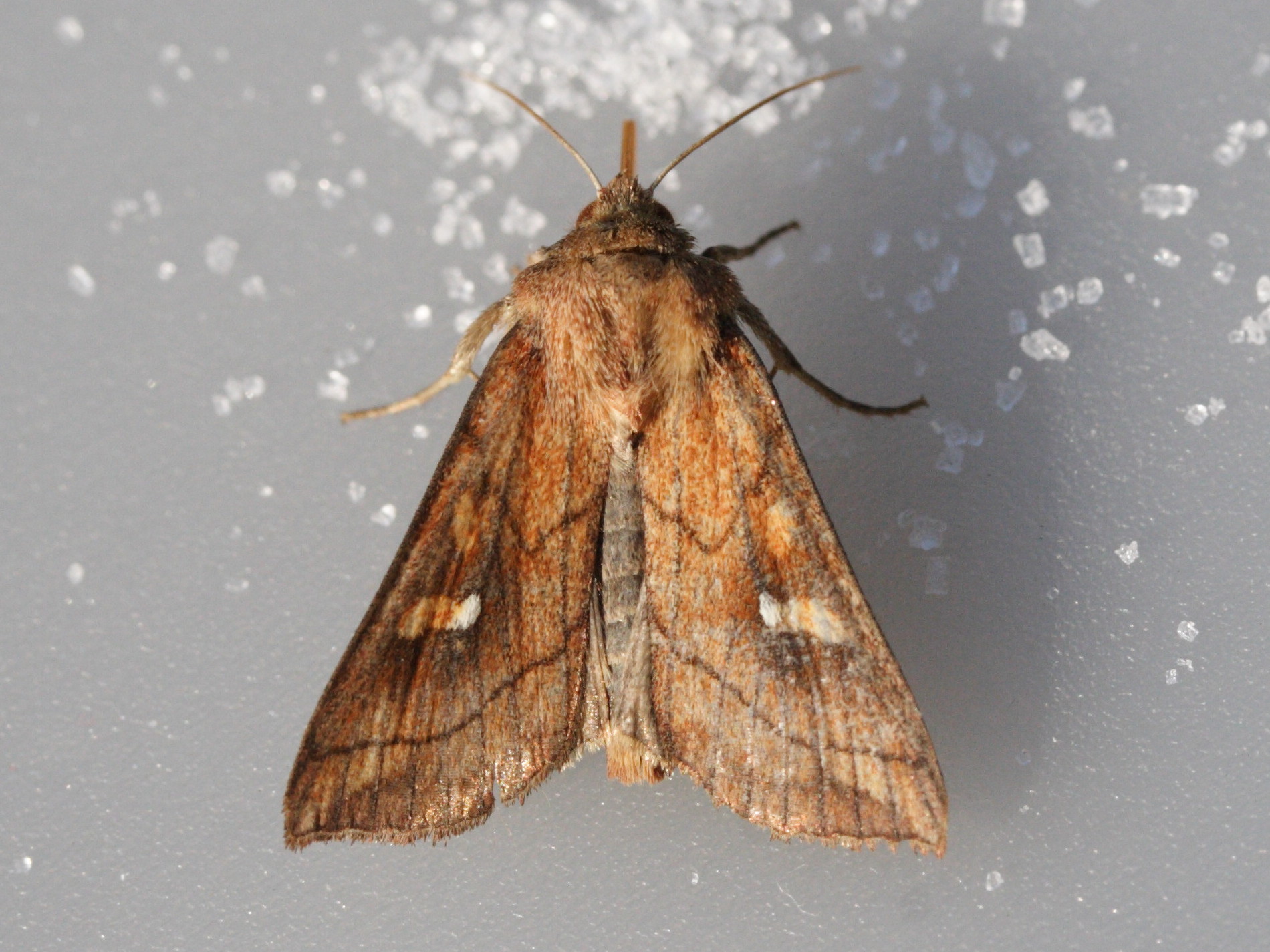 mythimna_conigera2md