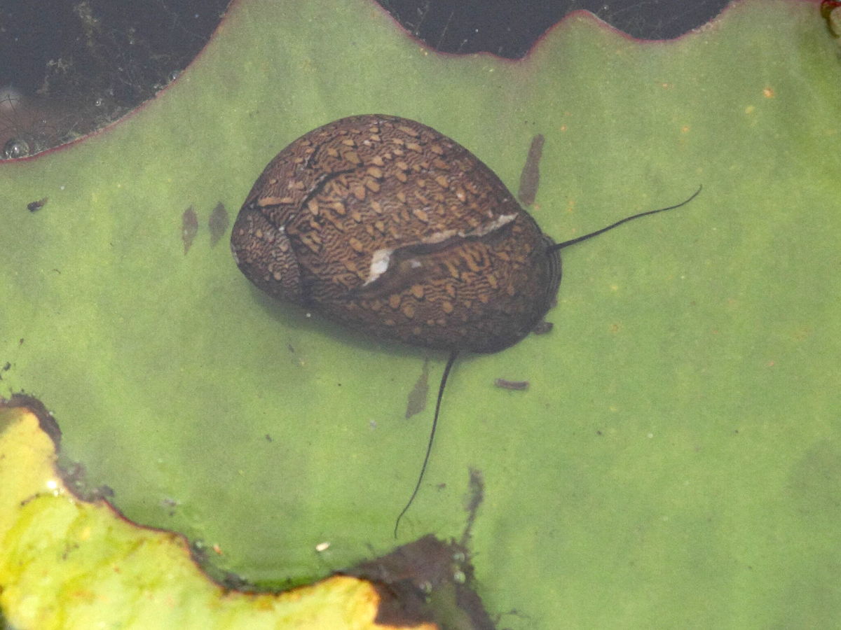 neritina_virginea4bd