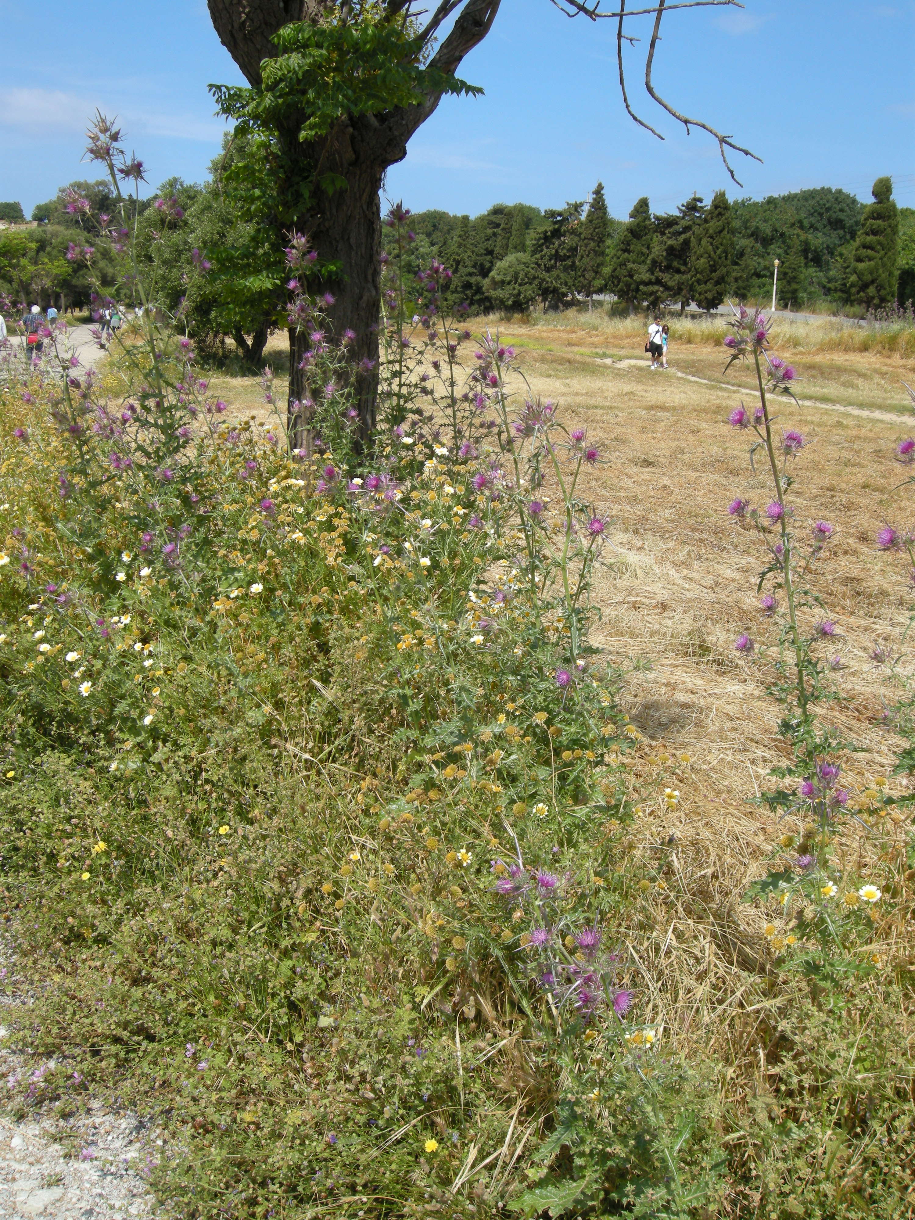 notobasis_syriaca4md