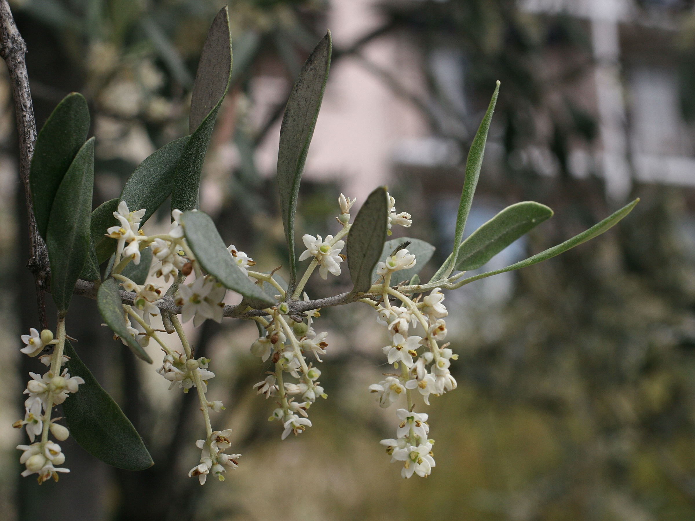 Olea_europaea