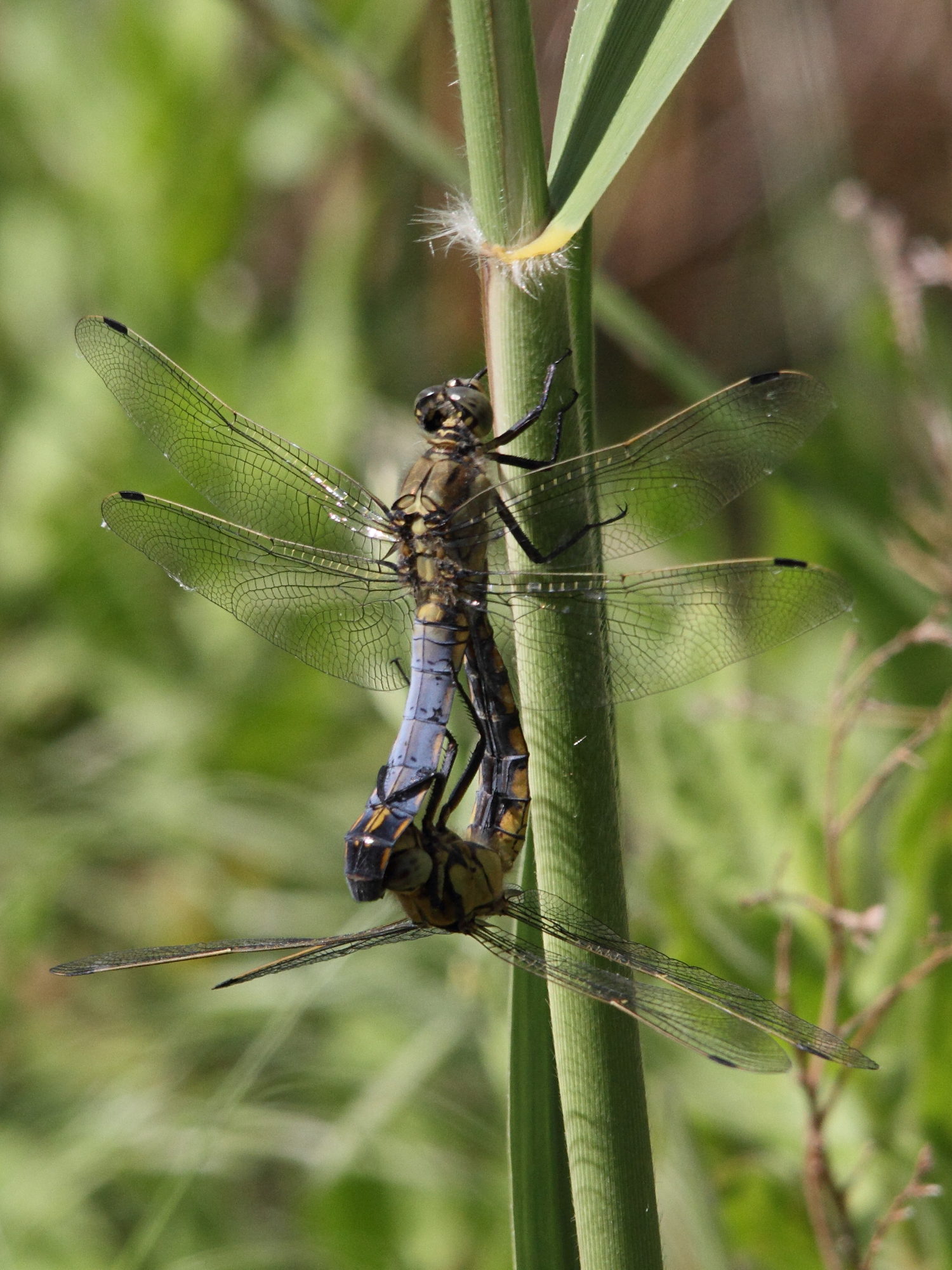 orthetrum_albistylum4md