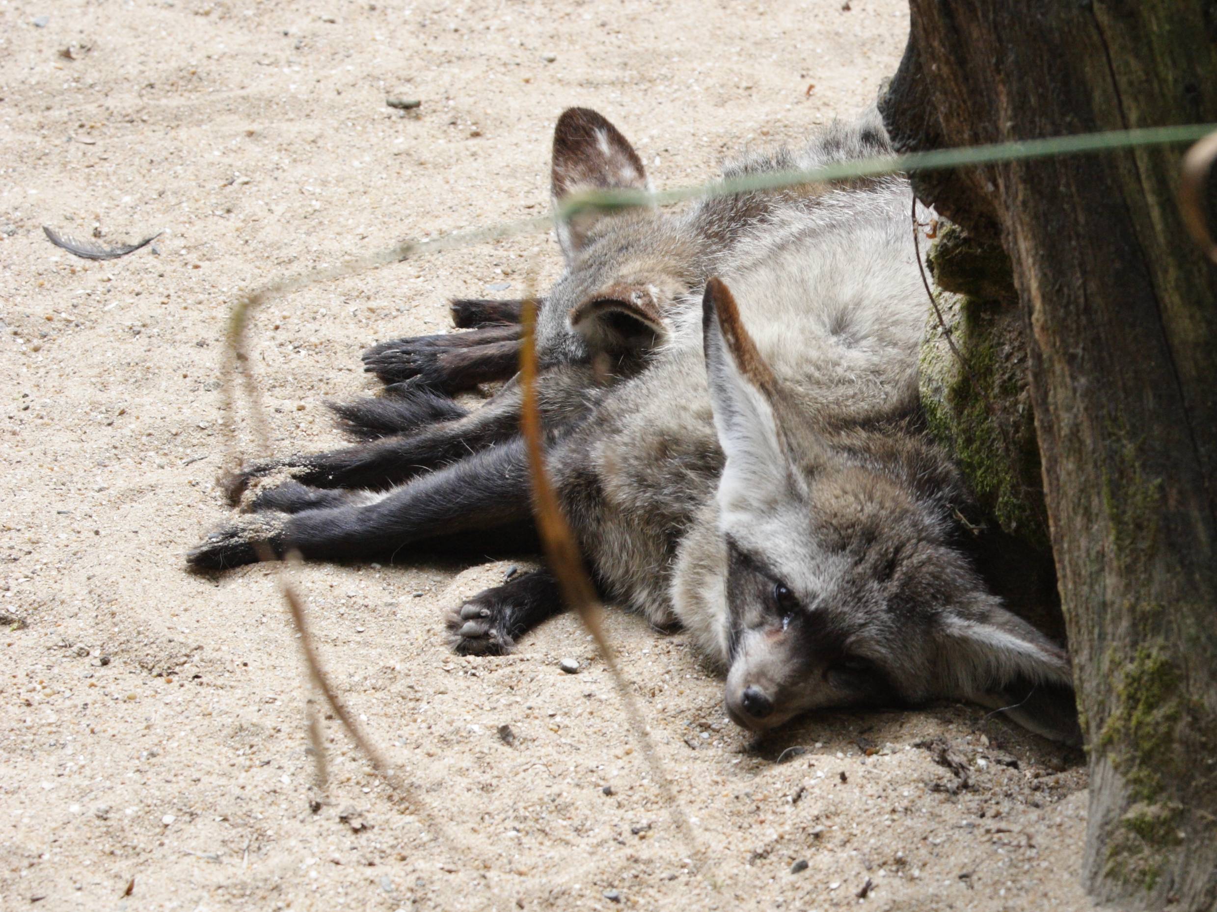 otocyon_megalotis3md