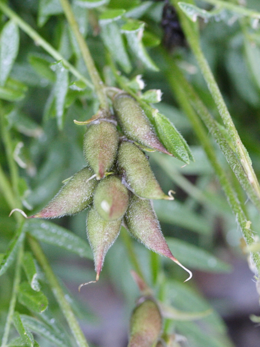 oxytropis_campestris3md