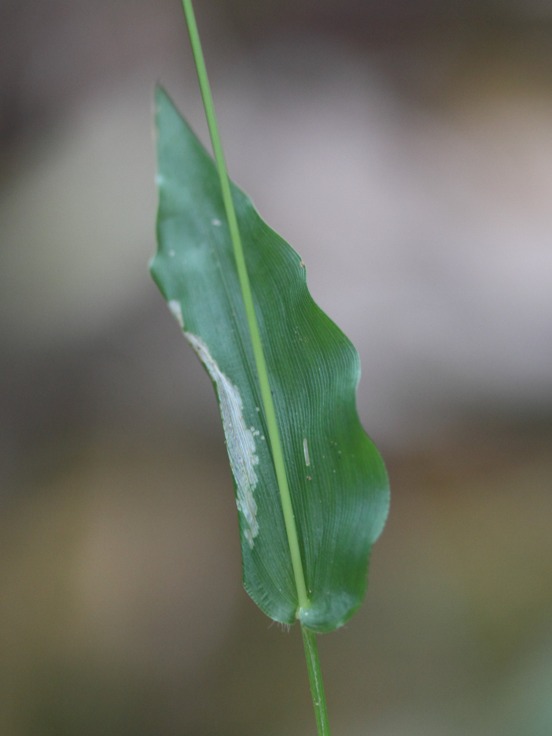 panicum_brevifolium2md