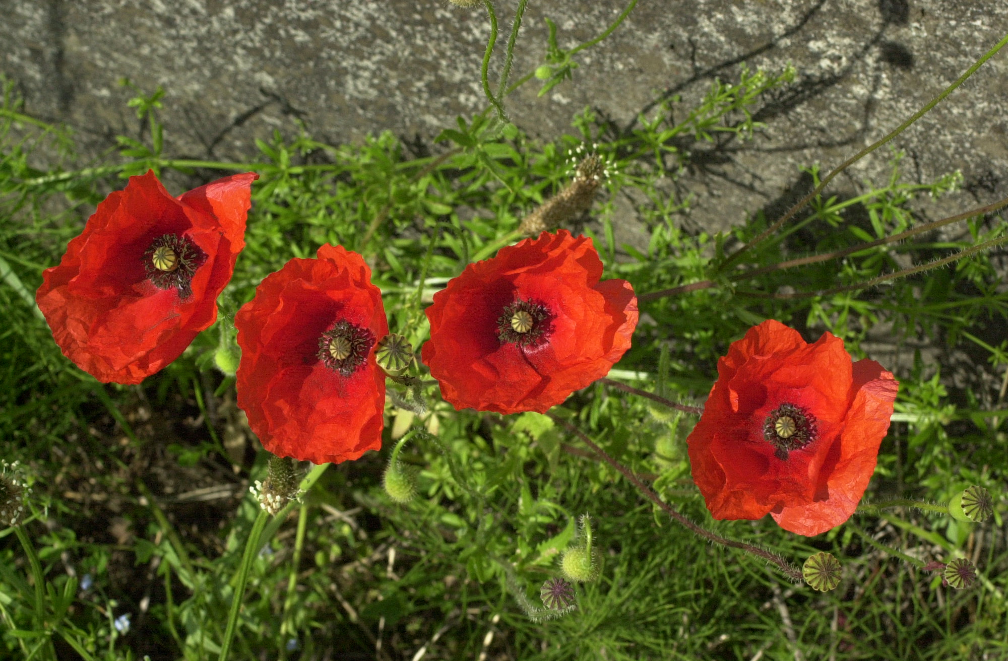 papaver_rhoeas1md