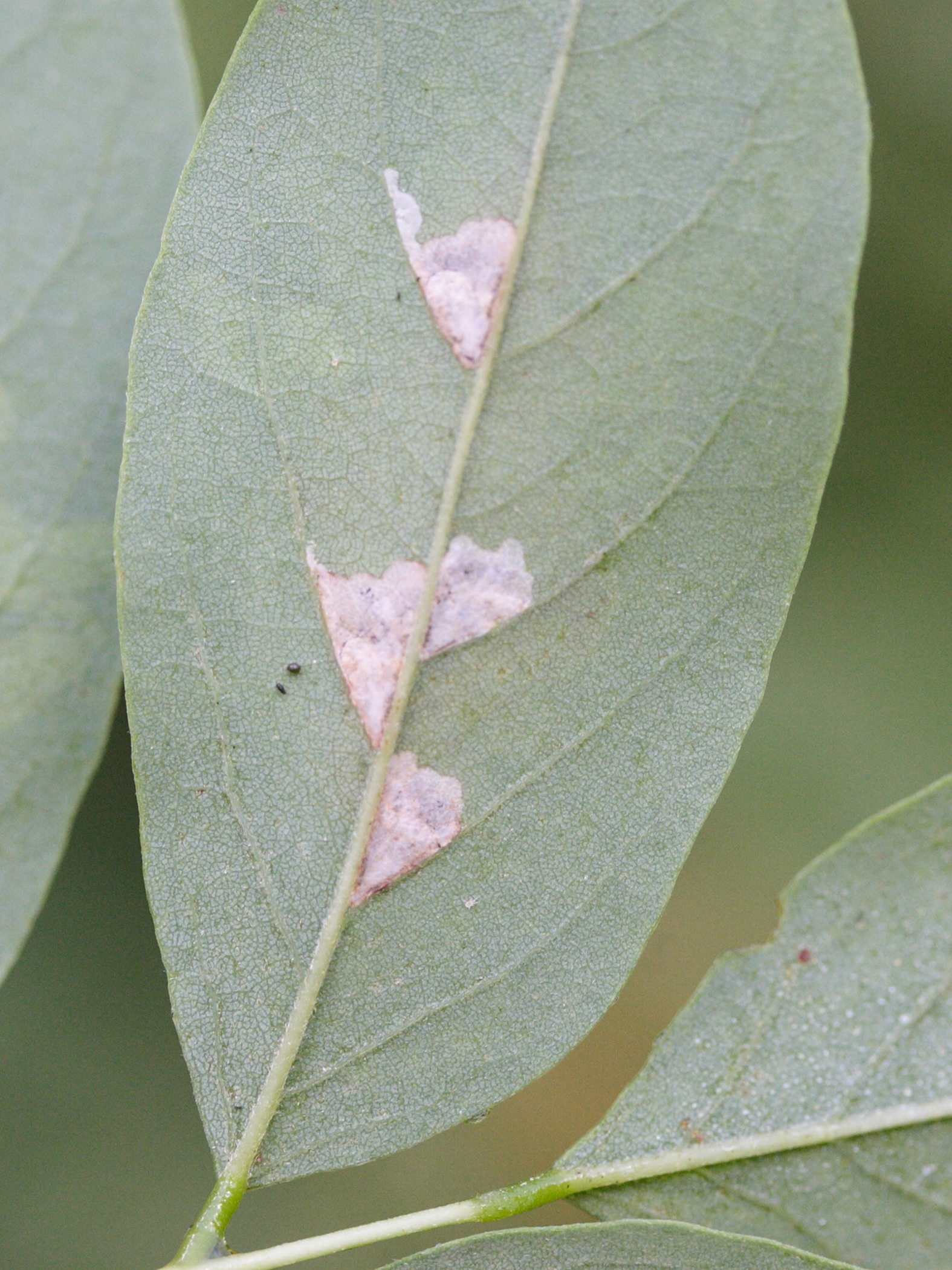 parectopa_robiniella3md