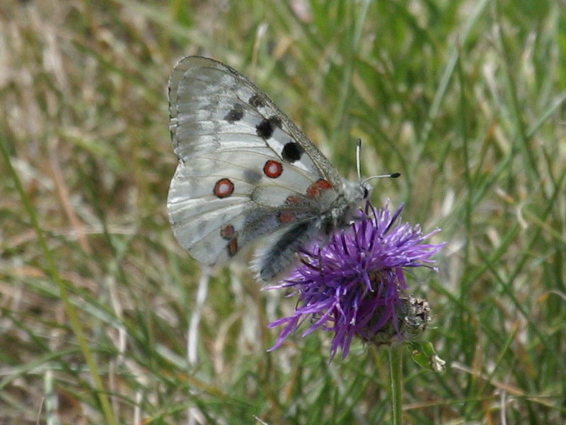 parnassius_apollo2bd