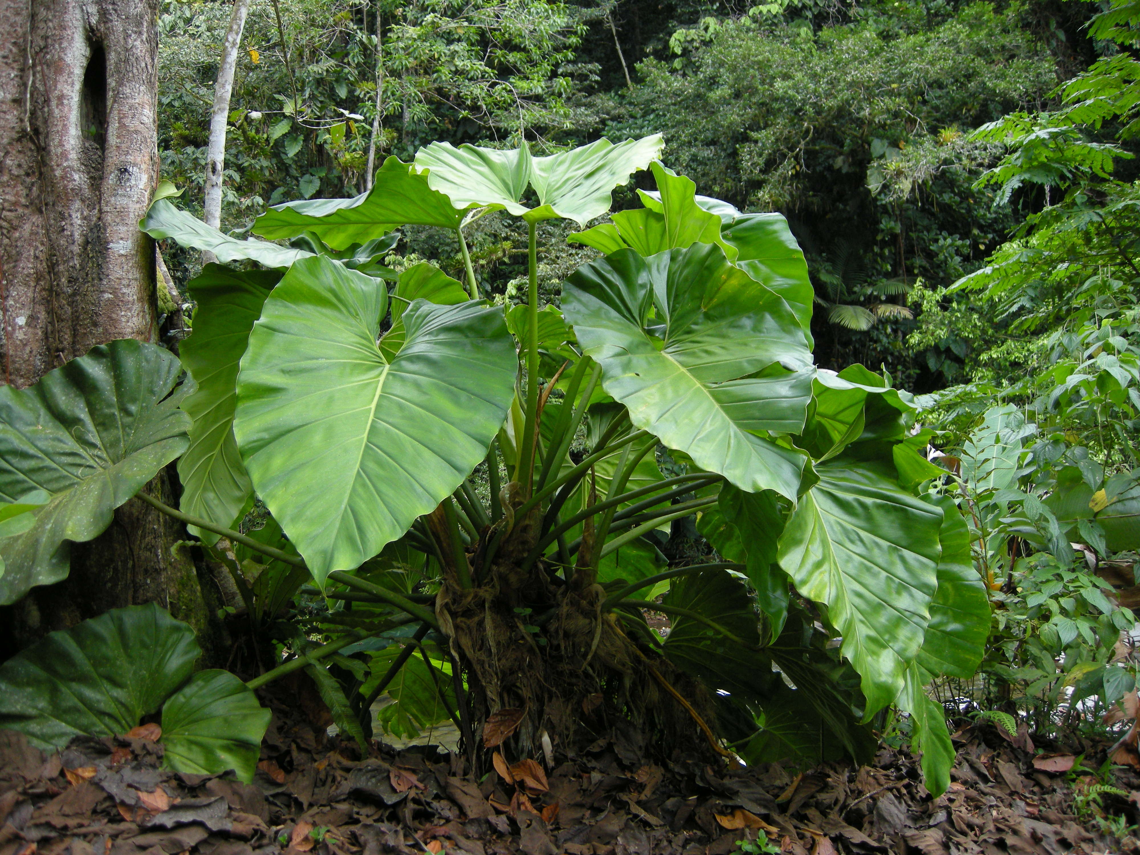 philodendron_giganteum2md