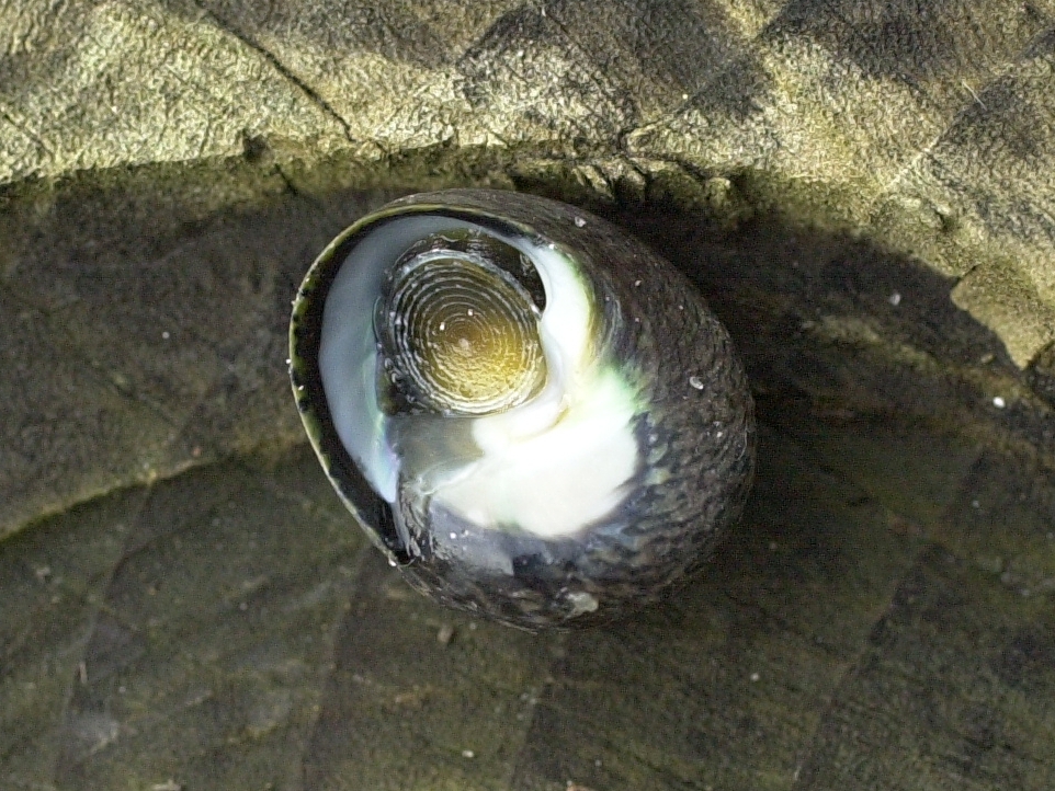 Afficher le média phorcus_lineatus4md phorcus_lineatus4md