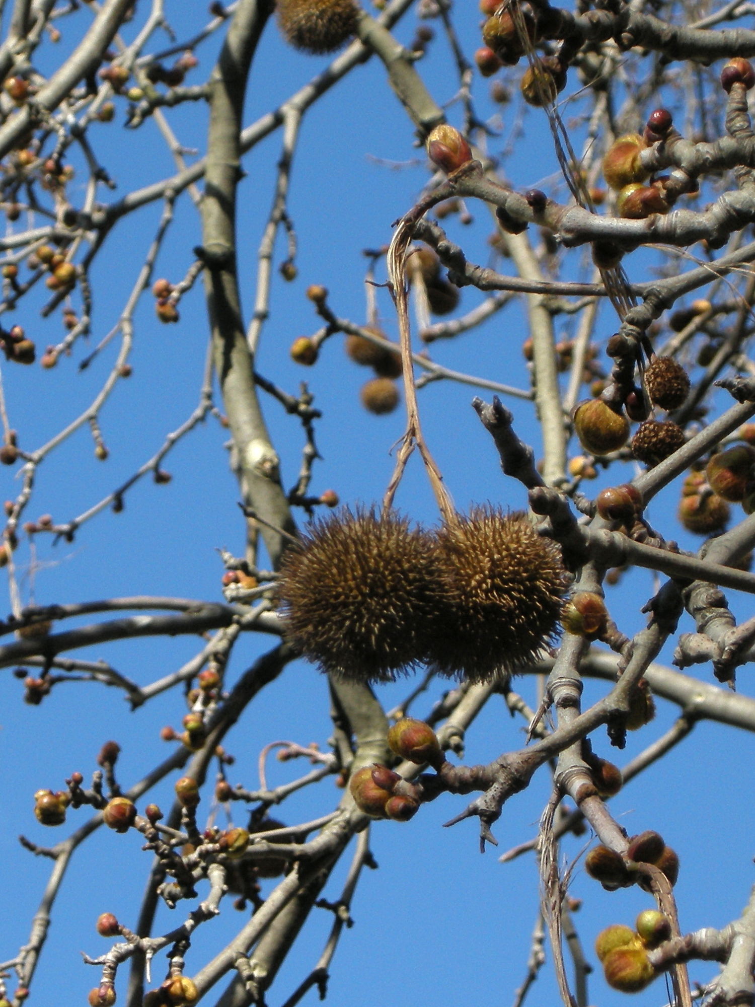 platanus_orientalis2md