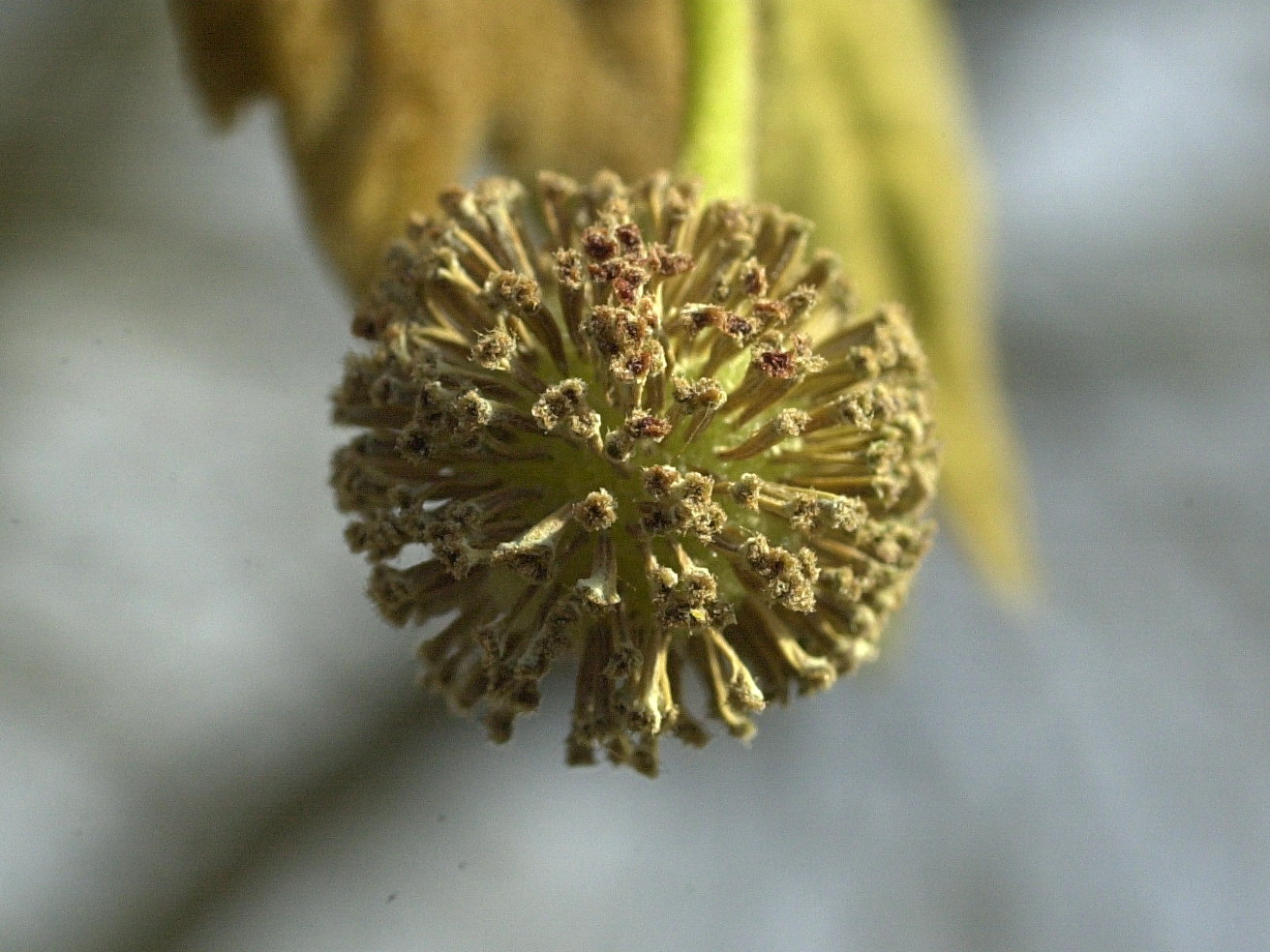 platanus_x_hispanica5md