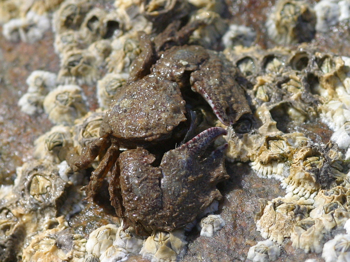 Afficher le média porcellana_platycheles3bd porcellana_platycheles3bd